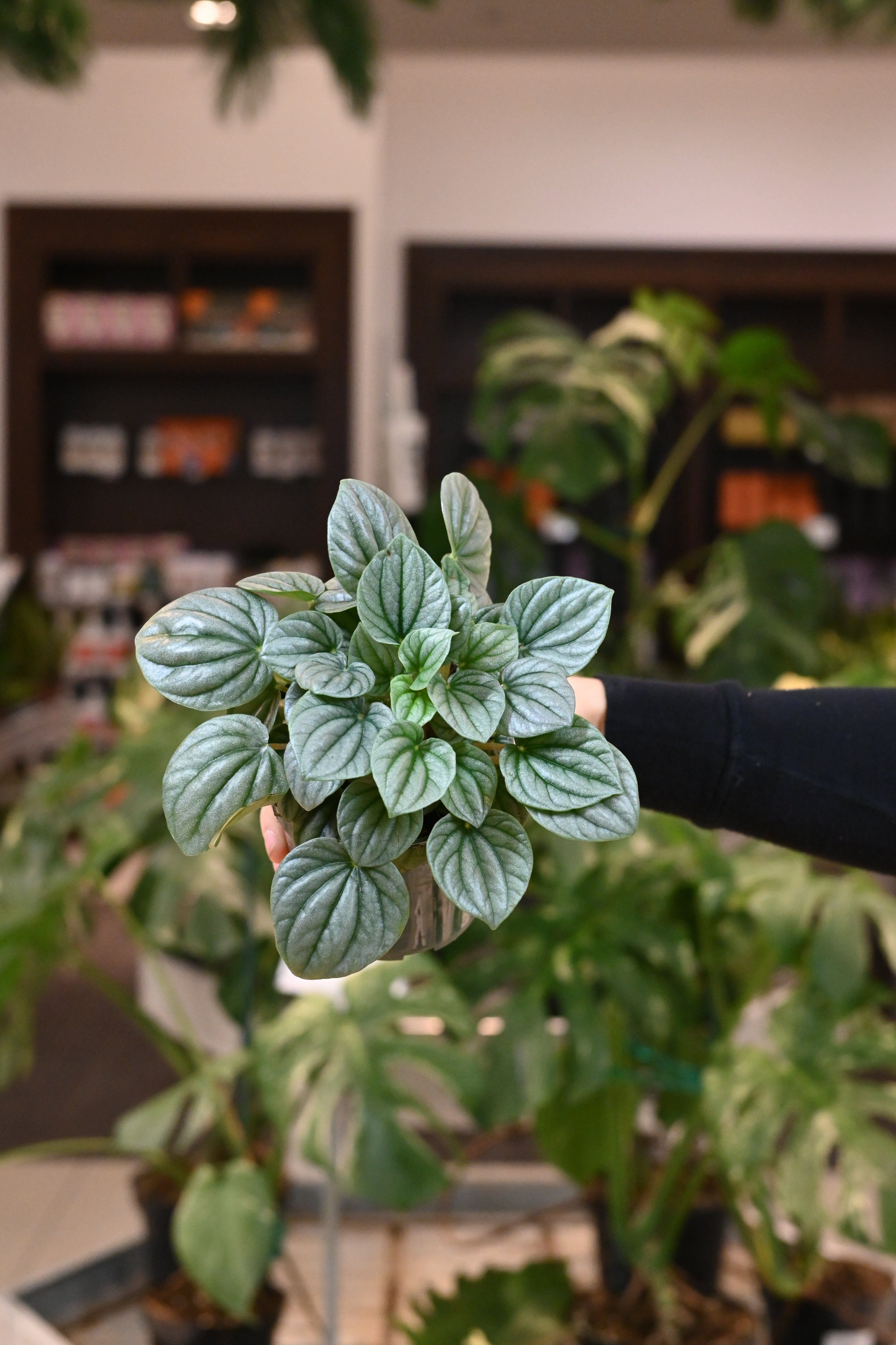Peperomia Frost