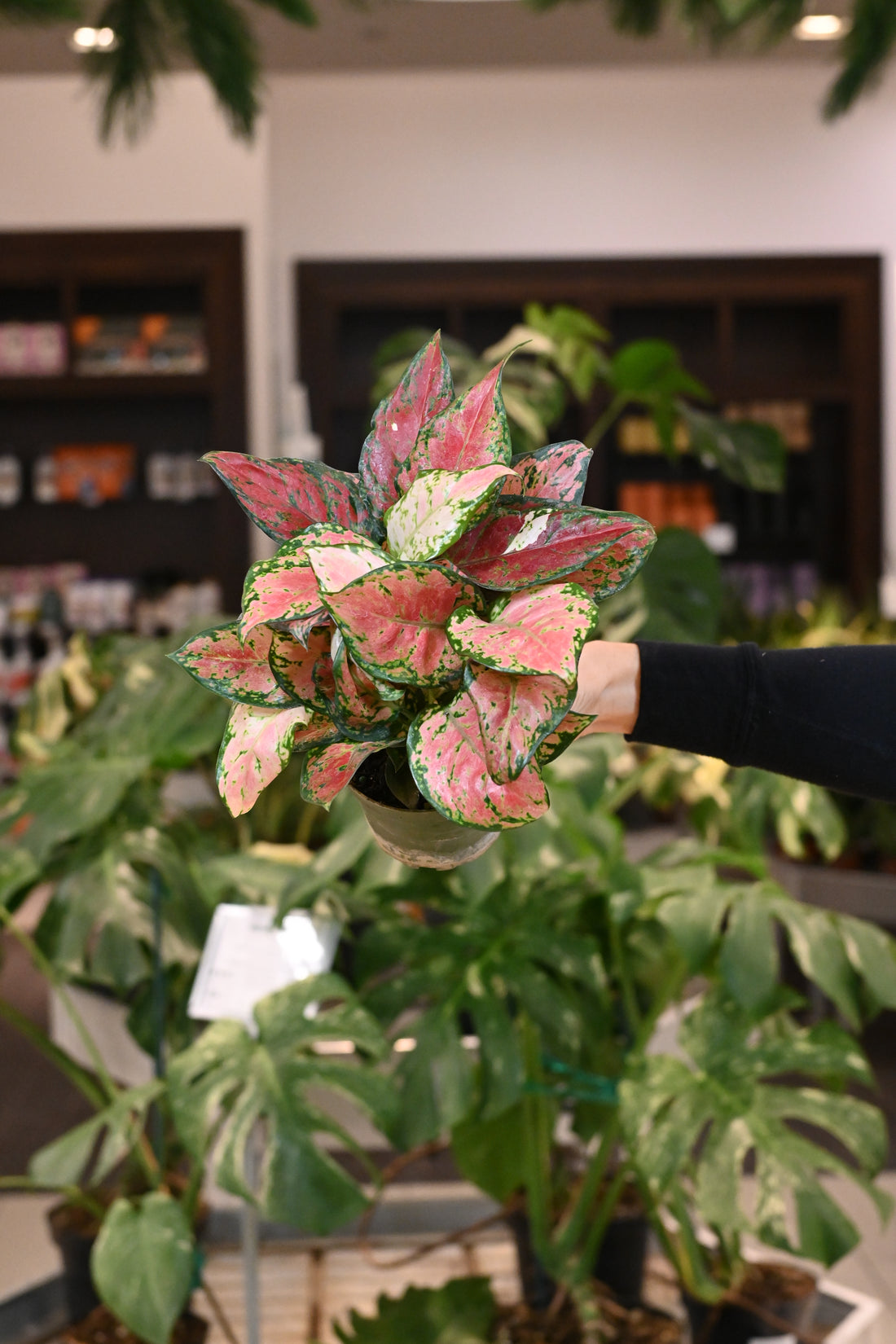 Aglaonema Black Maroon
