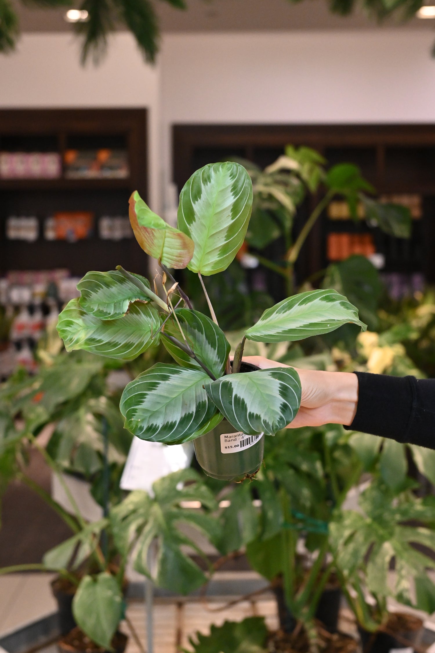 Maranta Silver Band