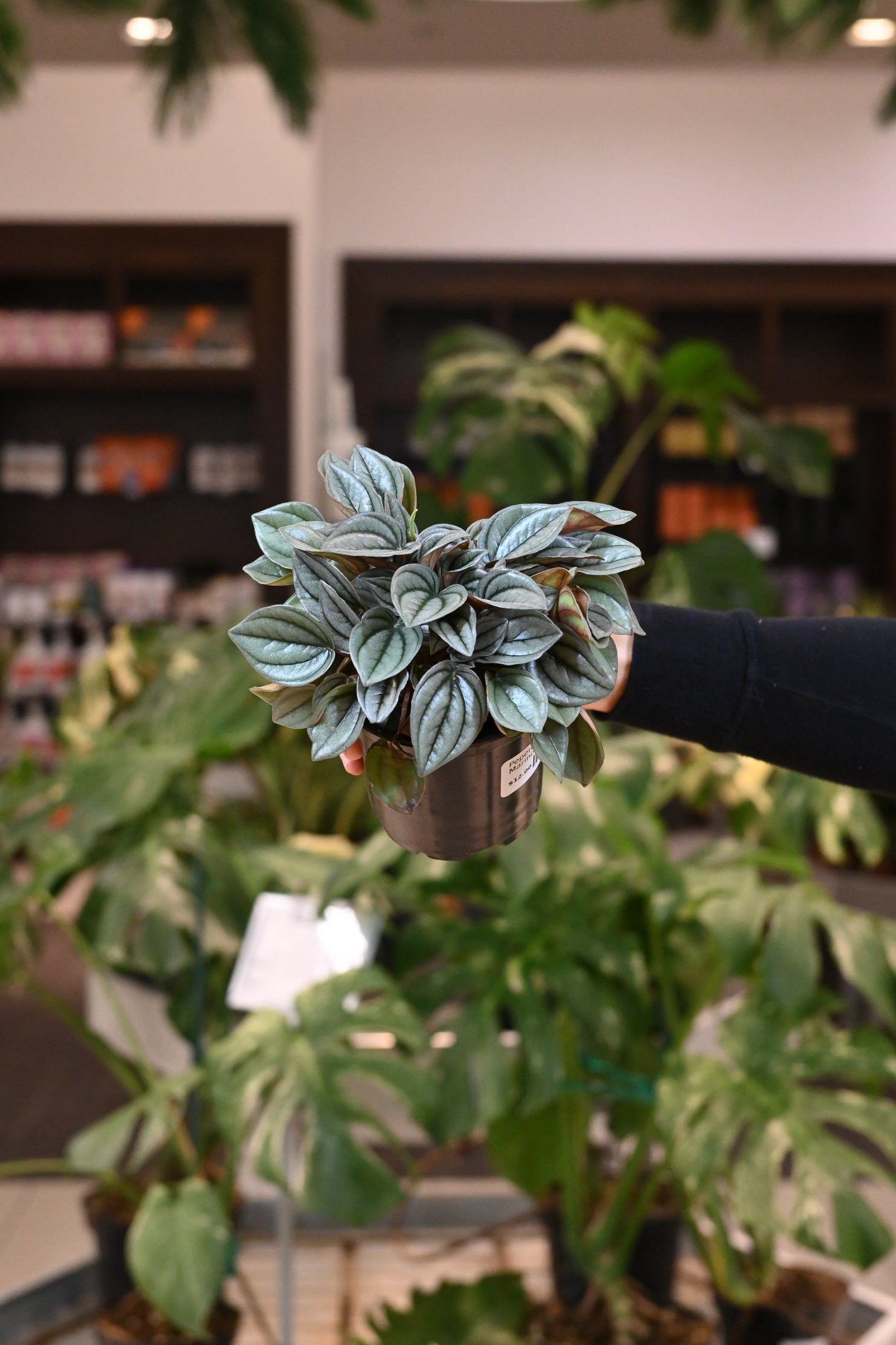 Peperomia San Marino