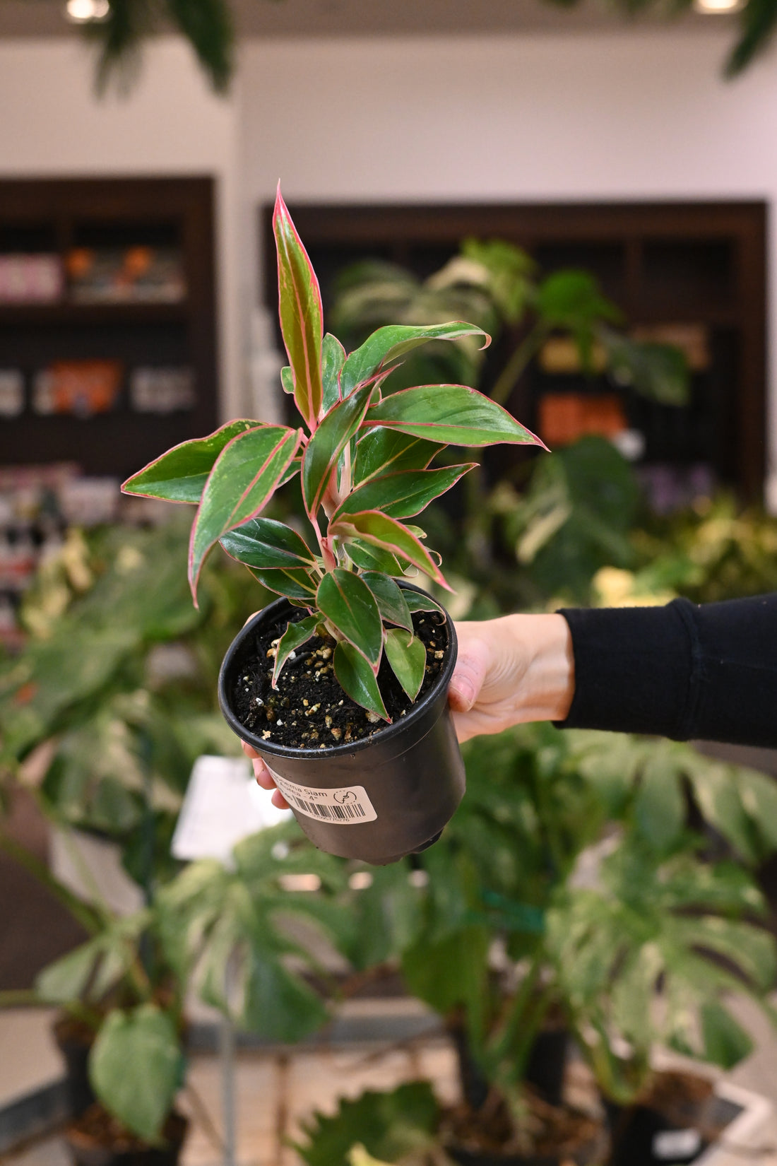 Aglaonema Siam Red Aurea