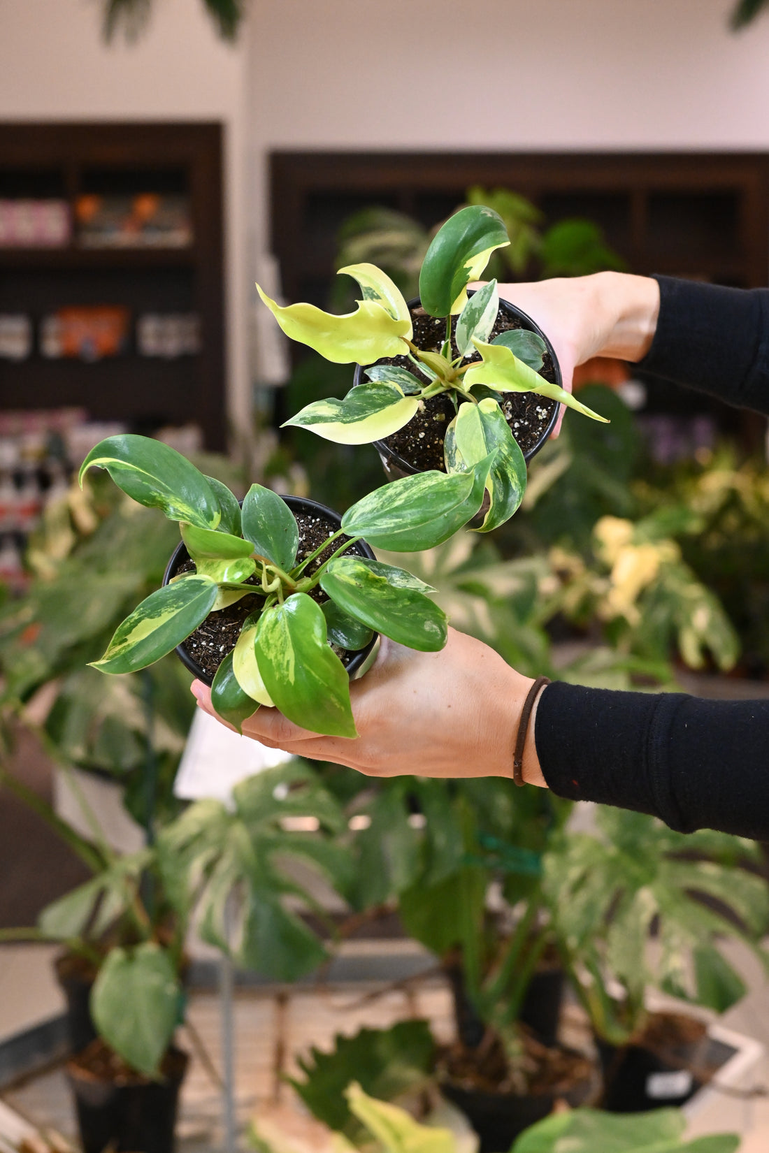 Philodendron Florida Beauty