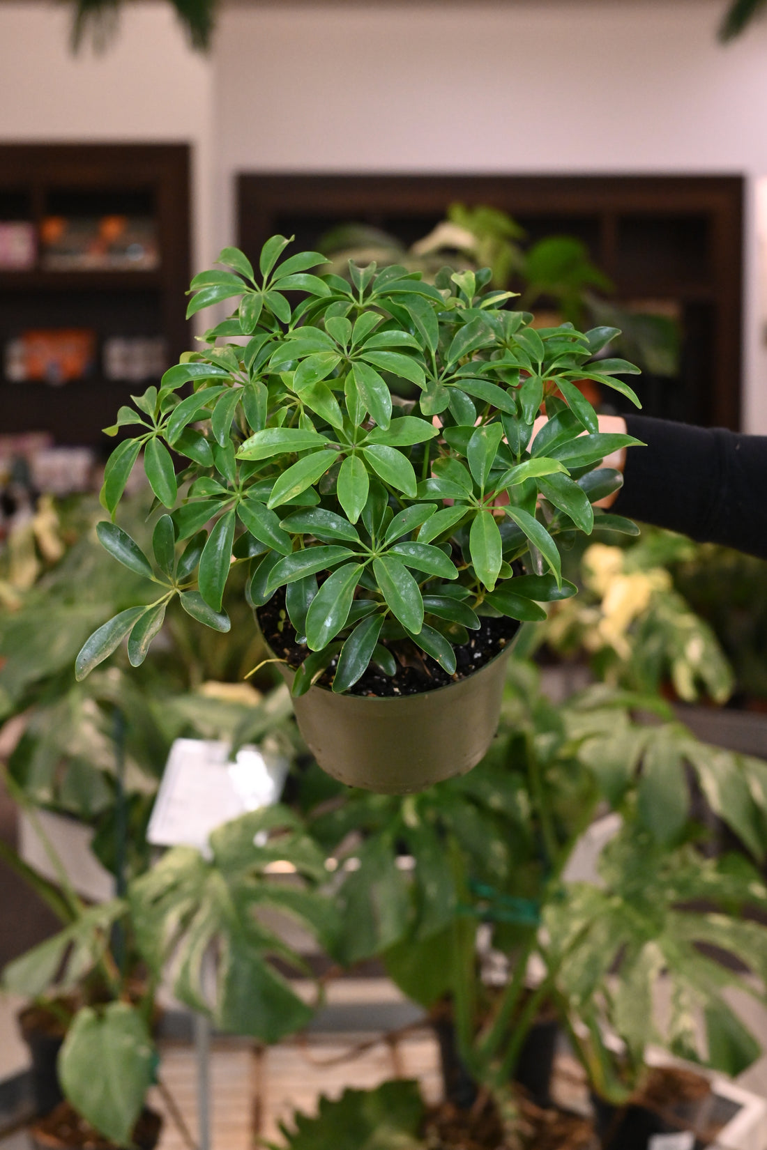 Schefflera Arboricola Mini