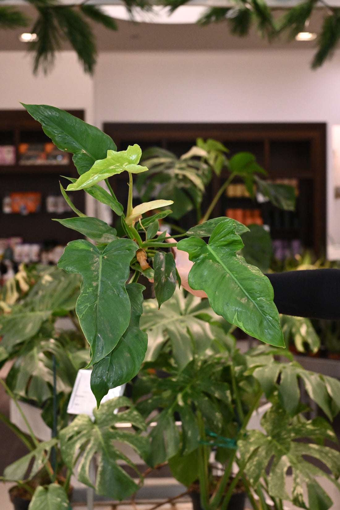 Philodendron Golden Dragon