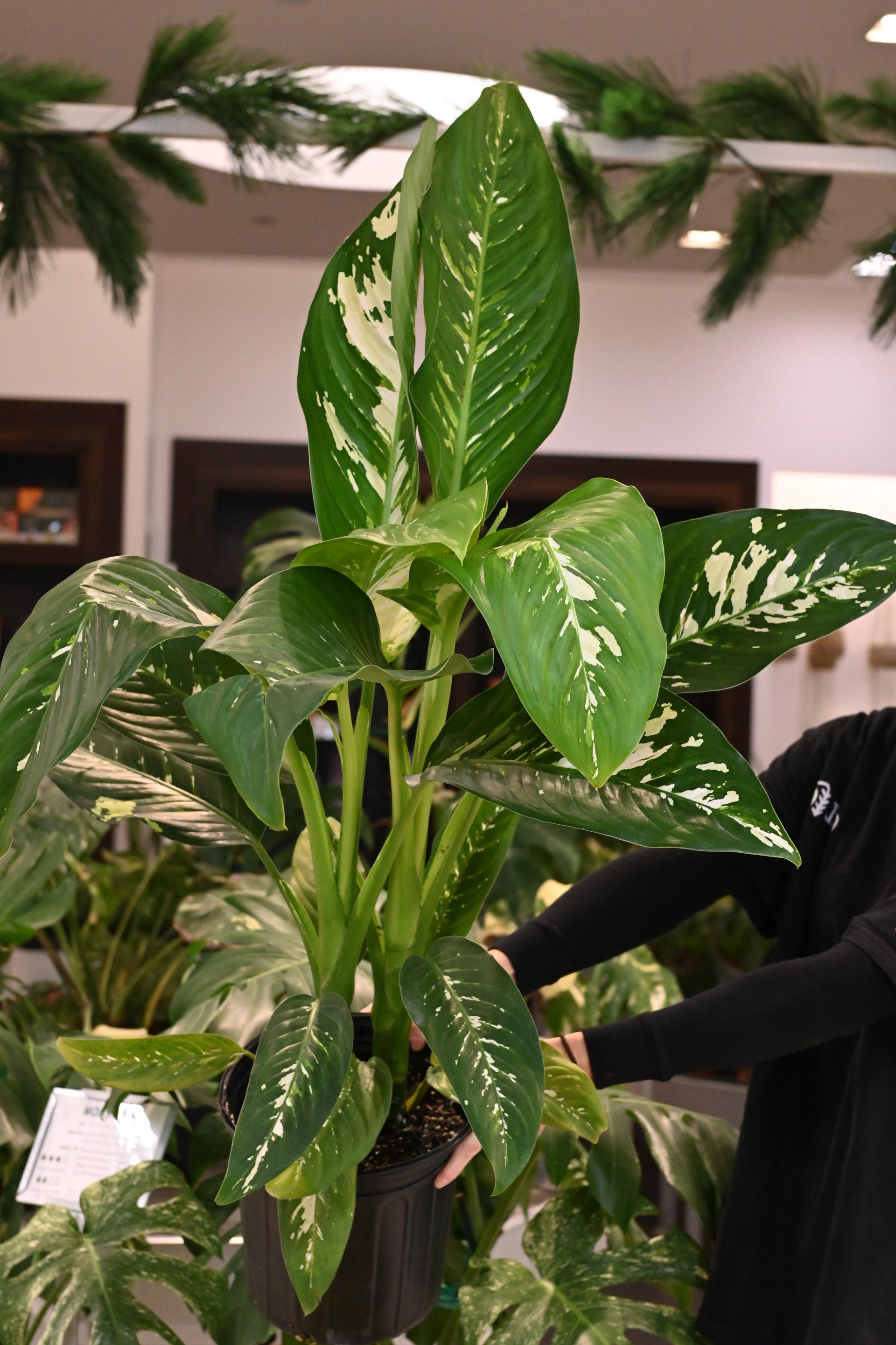 dieffenbachia hilo Dieffenbachia Puerto Rico