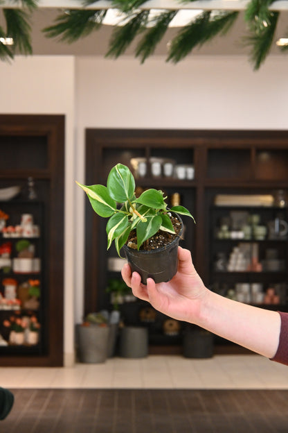 Philodendron Cream Splash