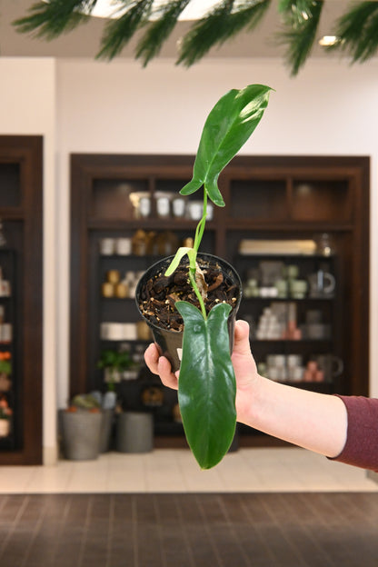 Philodendron 69686