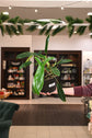 Philodendron 69686