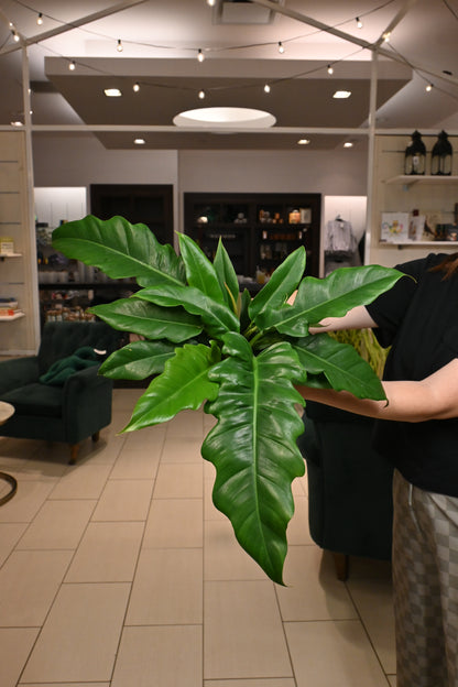 philodendron jungle boogie variegated Philodendron Jungle Boogie – Lost in the Forrest