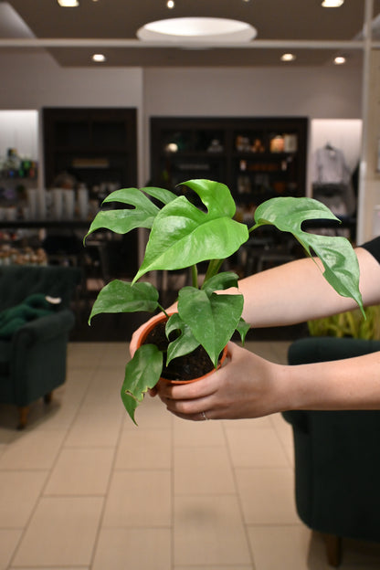 Rhaphidophora Tetrasperma