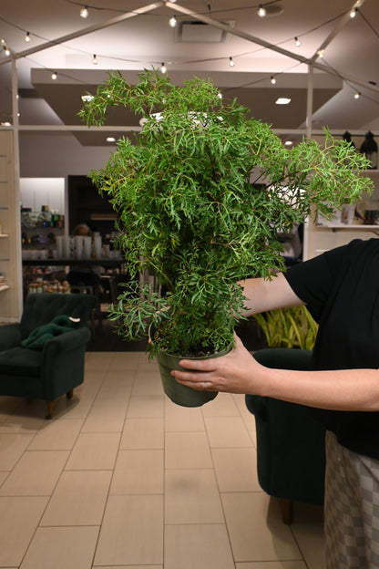 Ming Bush