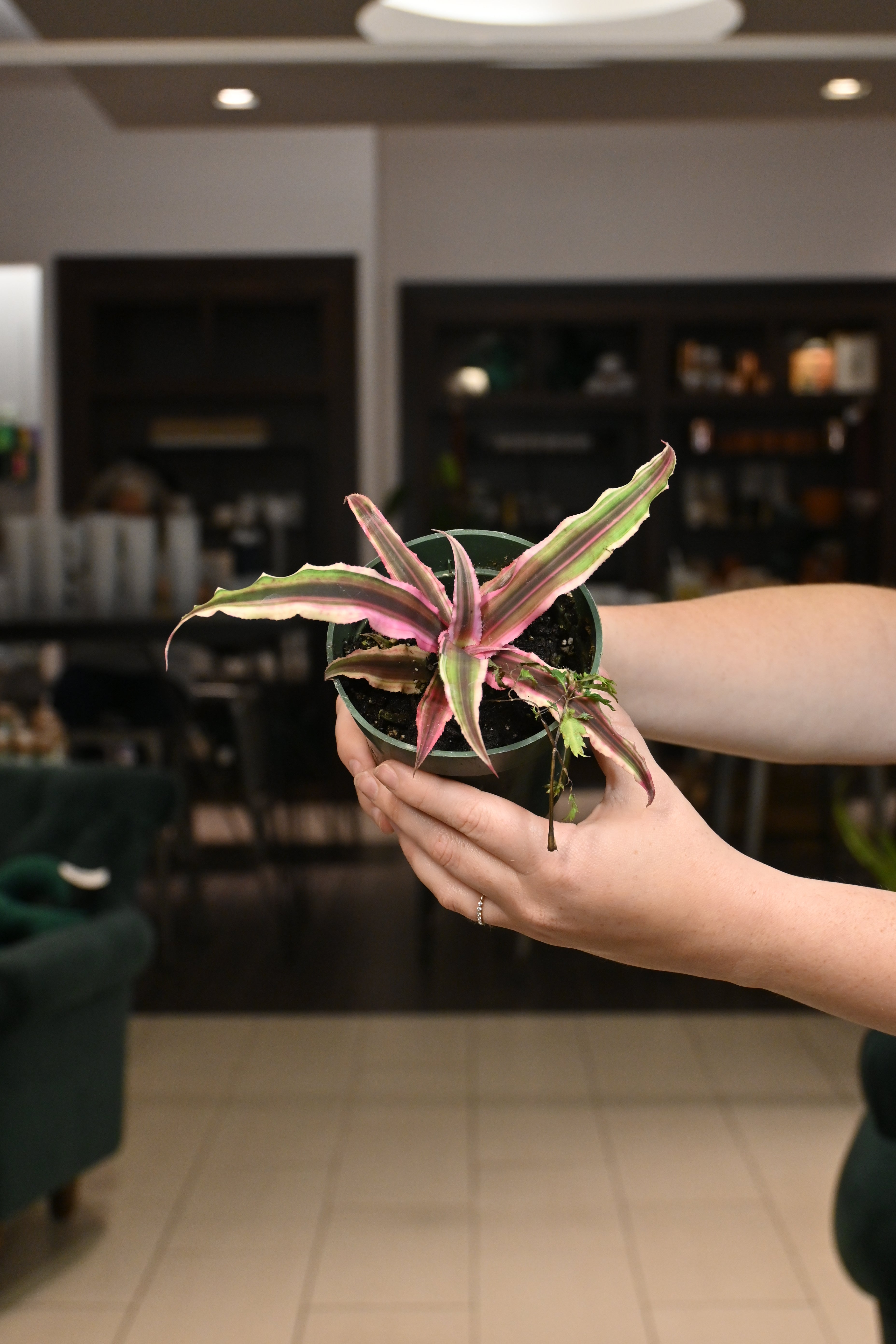 Assorted Cryptanthus