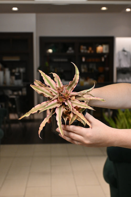 Cryptanthus Earth Star Peach