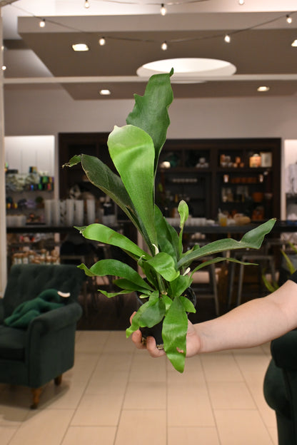 Staghorn &