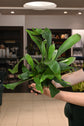 Staghorn &