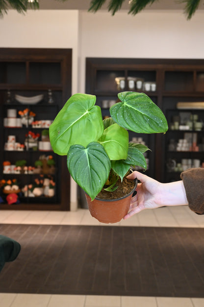 philodendron mcdowell care Philodendron McDowell – Lost in the Forrest