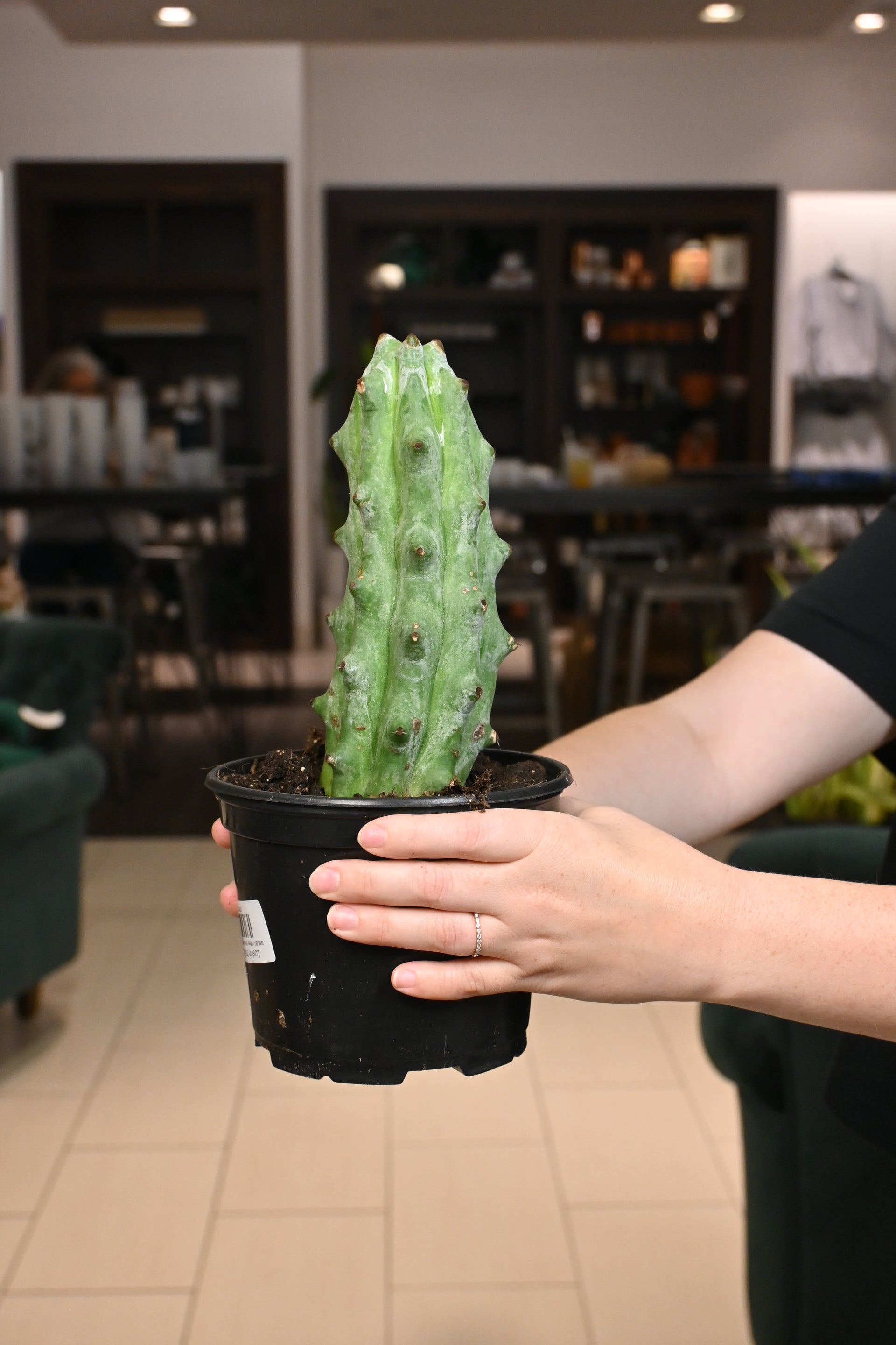 White Ghost Boobie Cactus – Lost in the Forrest