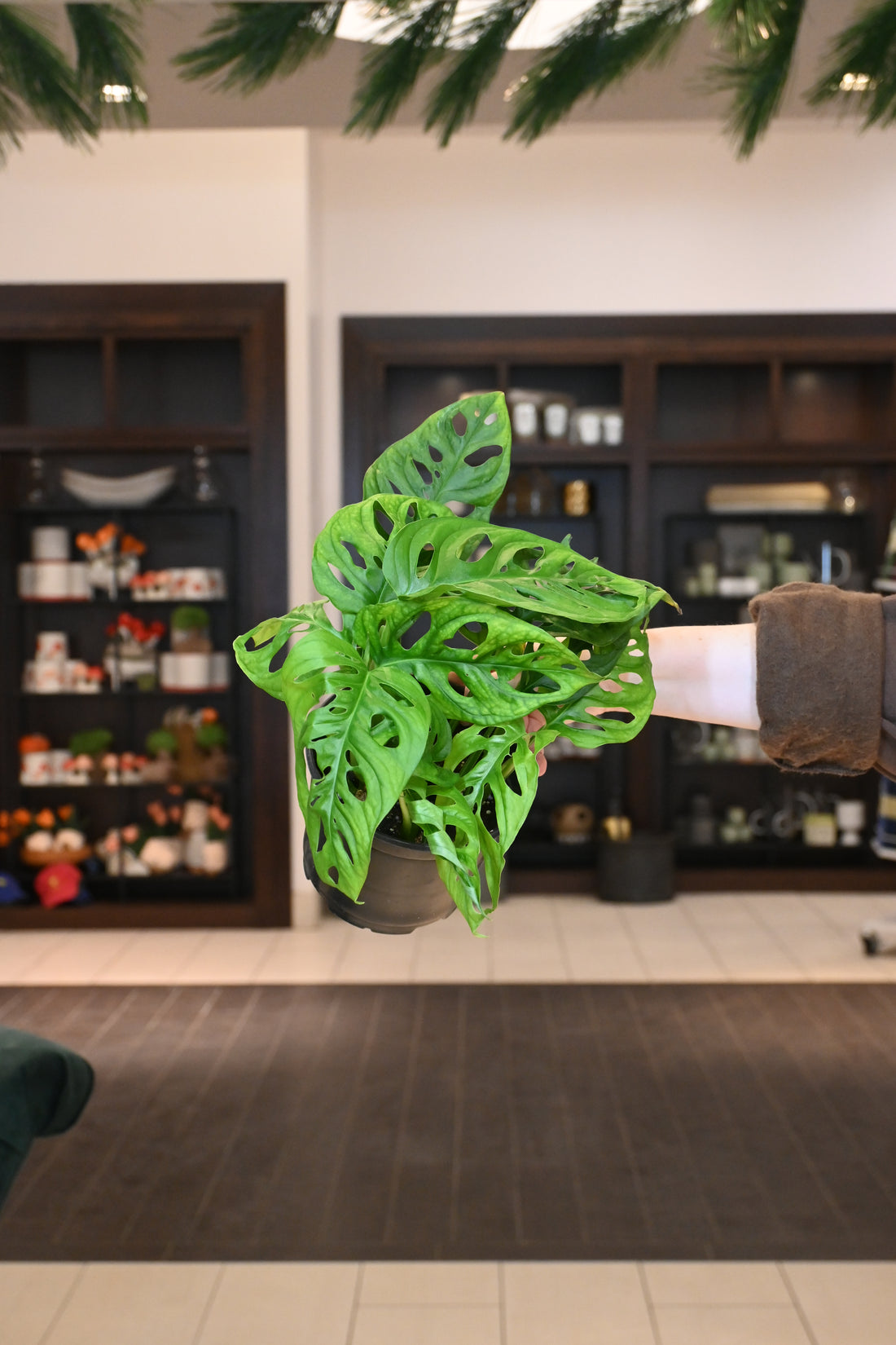 Monstera Adansonii Wide Form