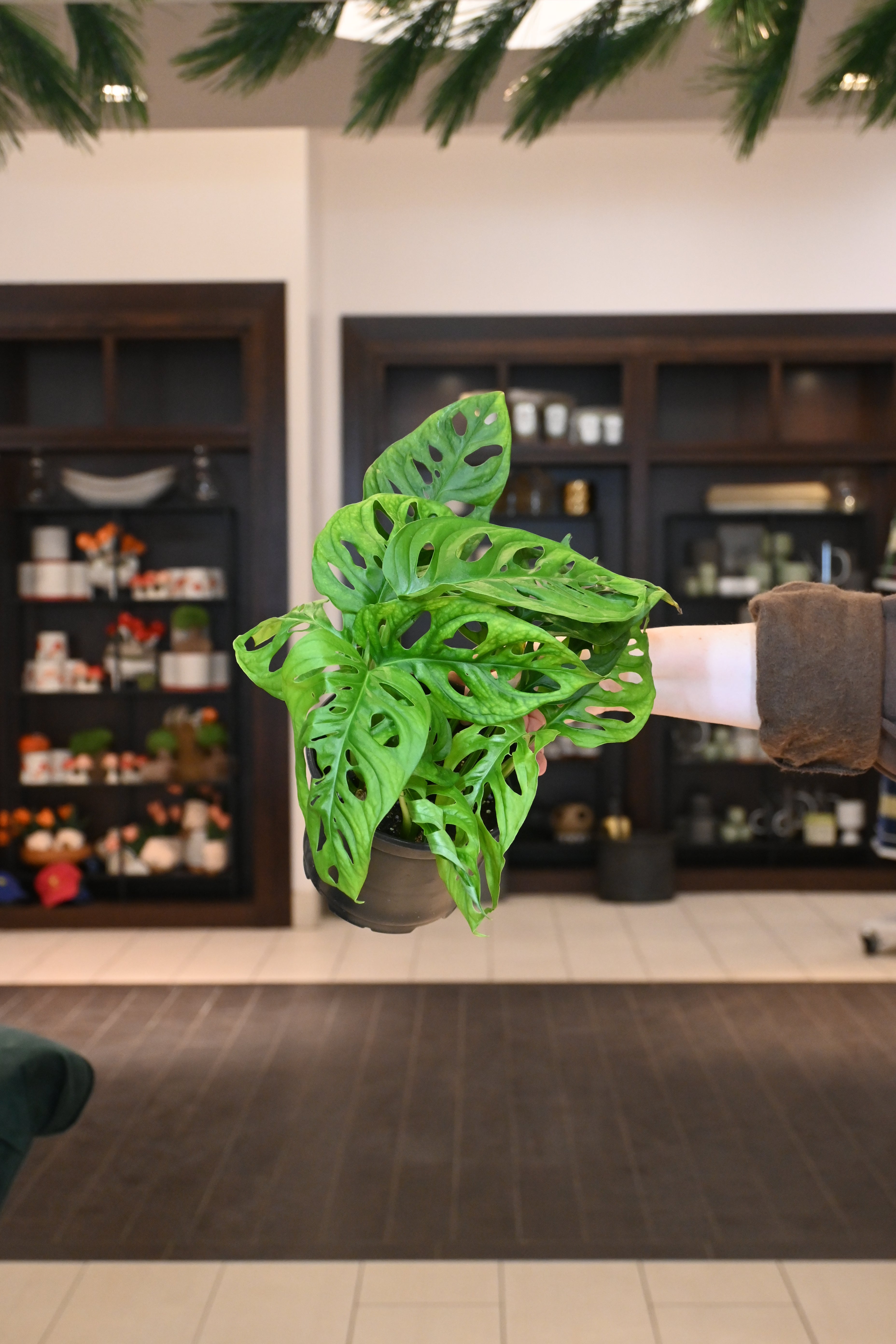 Monstera Adansonii Wide Form