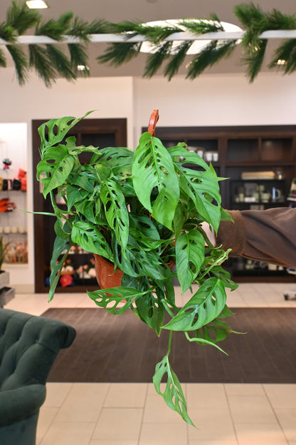 huge monstera adansonii Monstera Adansonii Narrow Form – Lost in the Forrest