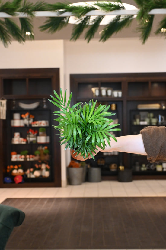 Neanthe Bella Palm