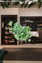 Pothos n Joy