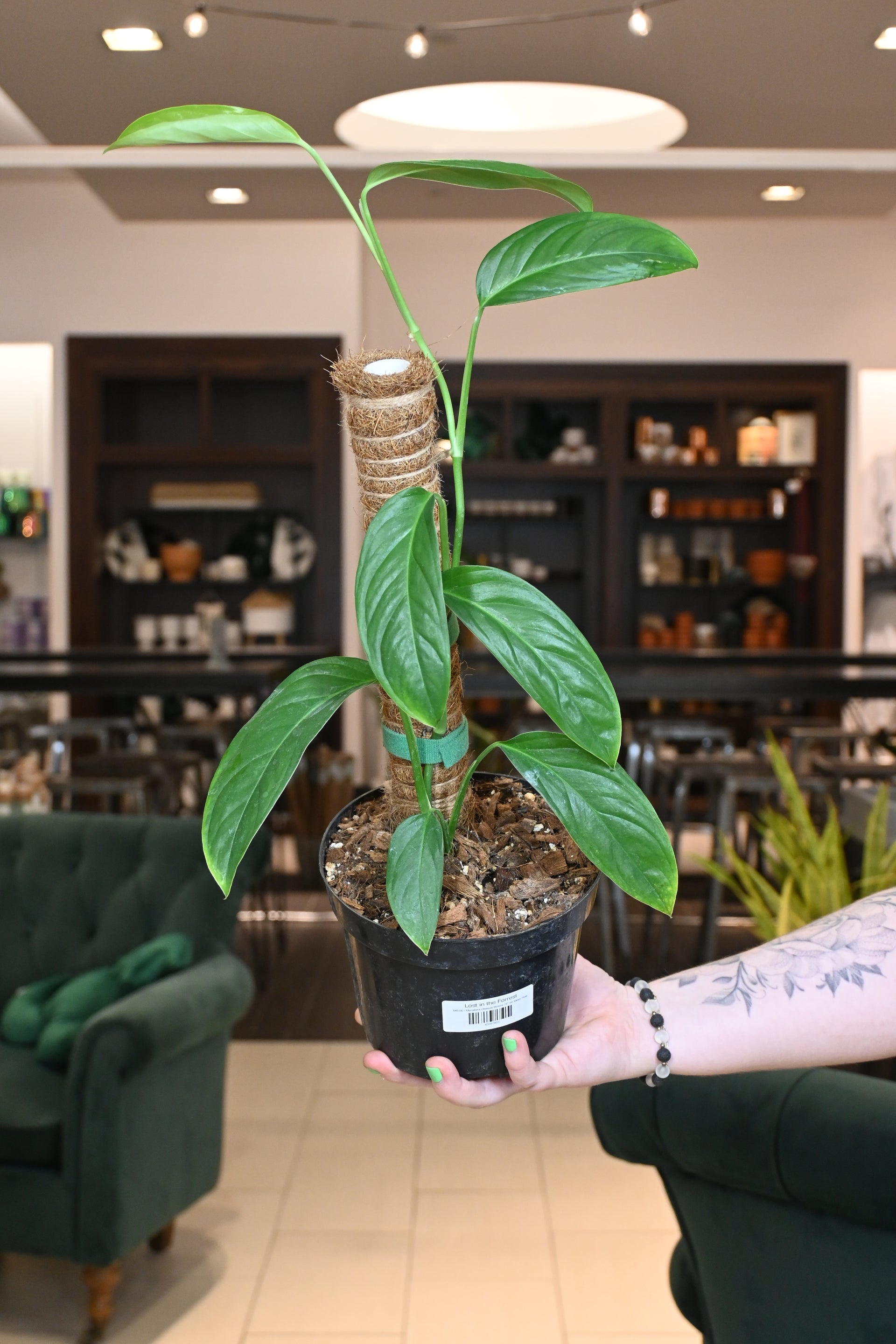 Monstera Obliqua Bolivia – Lost in the Forrest