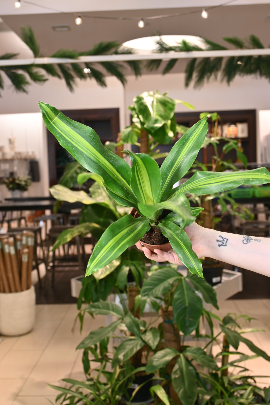 Dracaena Giganta
