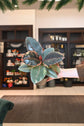 Ficus Ruby