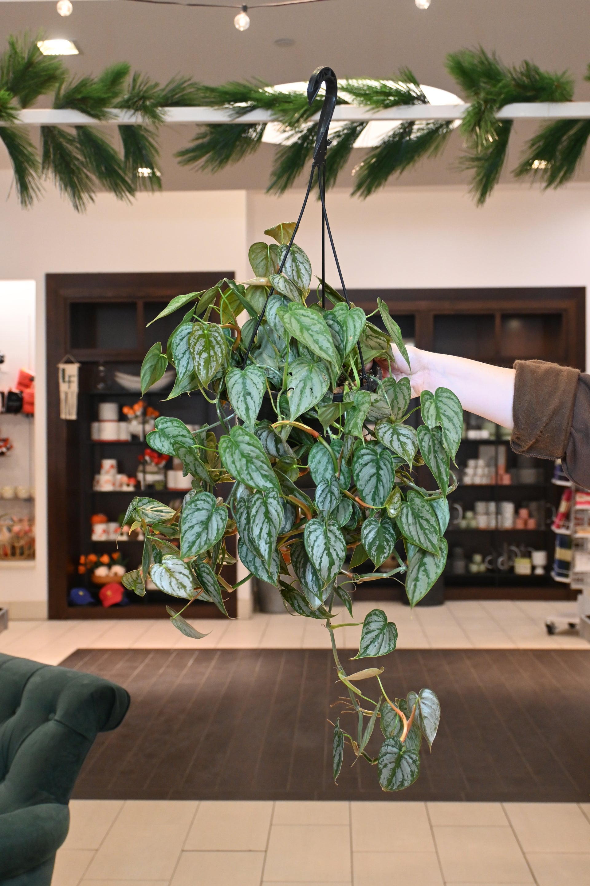 brandtianum philodendron care Philodendron Brandtianum – Lost in the Forrest