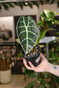 Alocasia Watsoniana