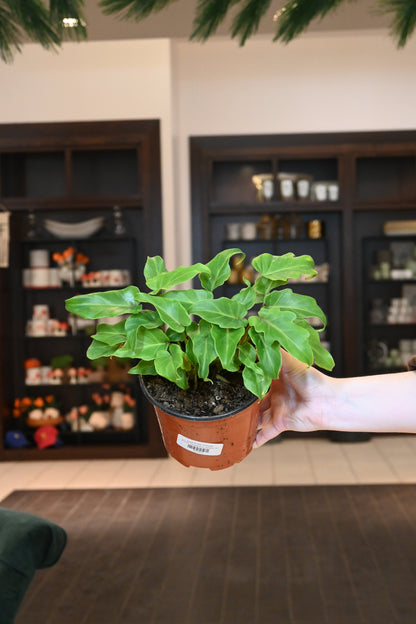 Philodendron Xanadu