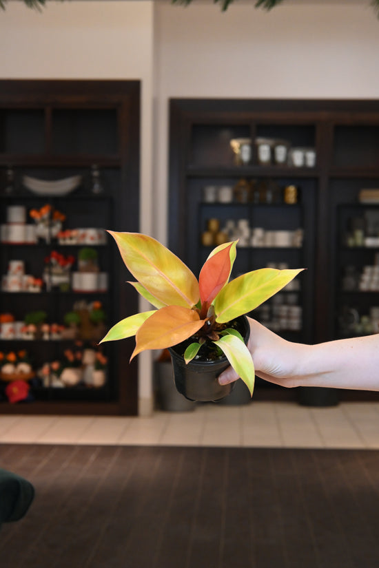 Philodendron Prince of Orange