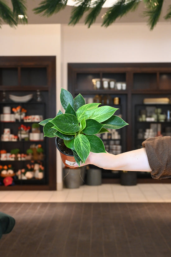 Philodendron Birkin