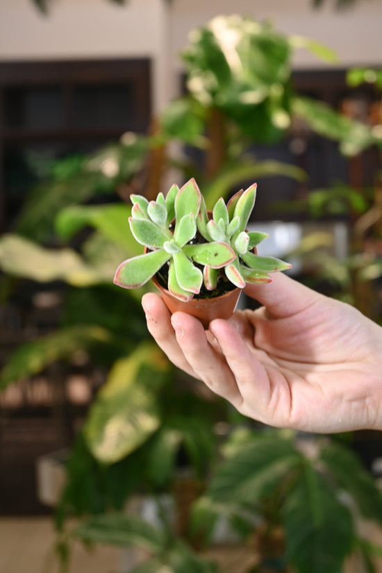 Echeveria Red Velvet