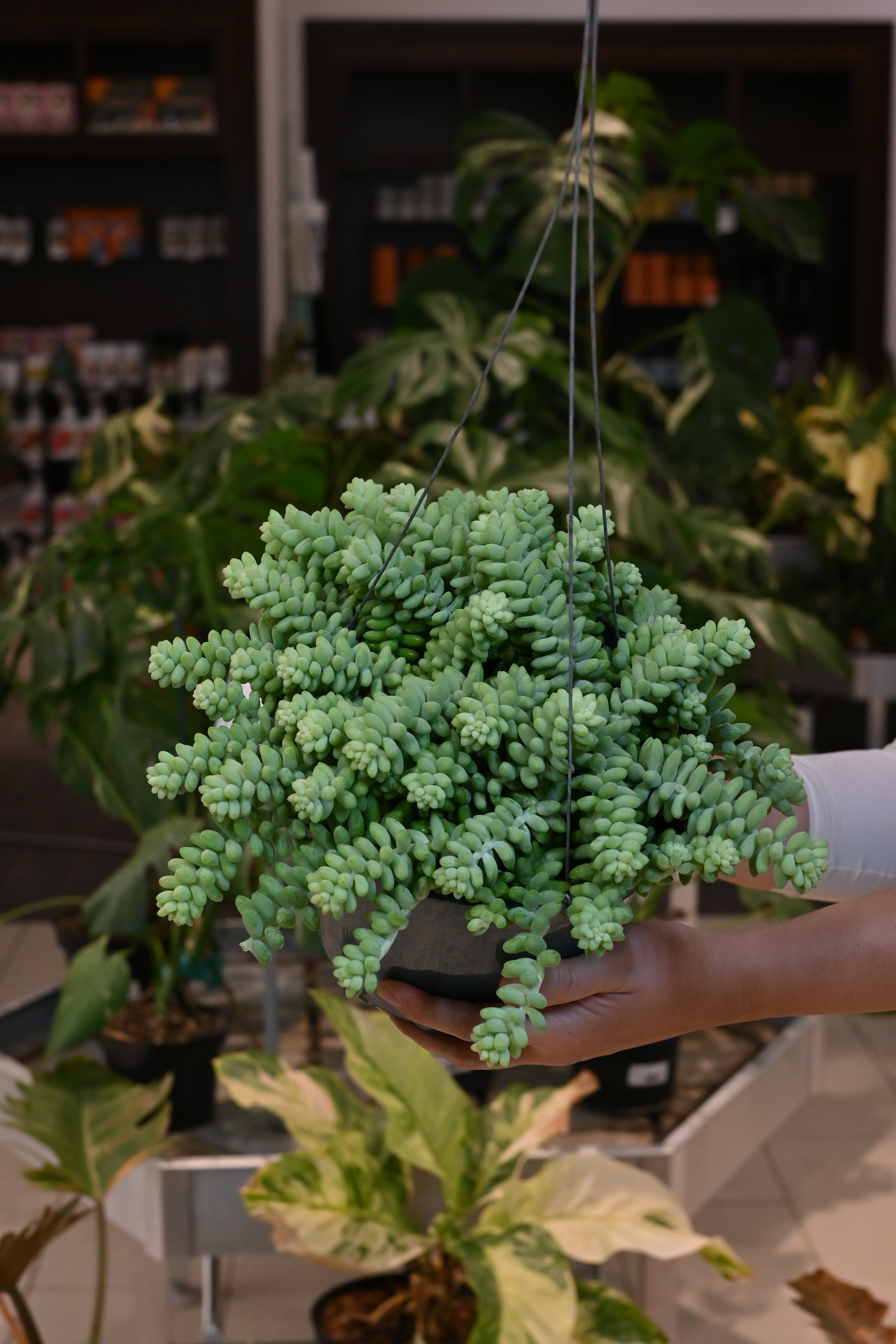 Donkey Tail