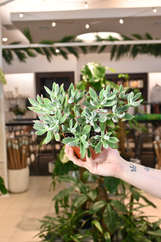 Echeveria Ruby Slippers