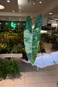 Philodendron Billietiae Variegated