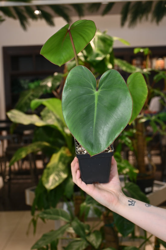 Philodendron Ricardoi