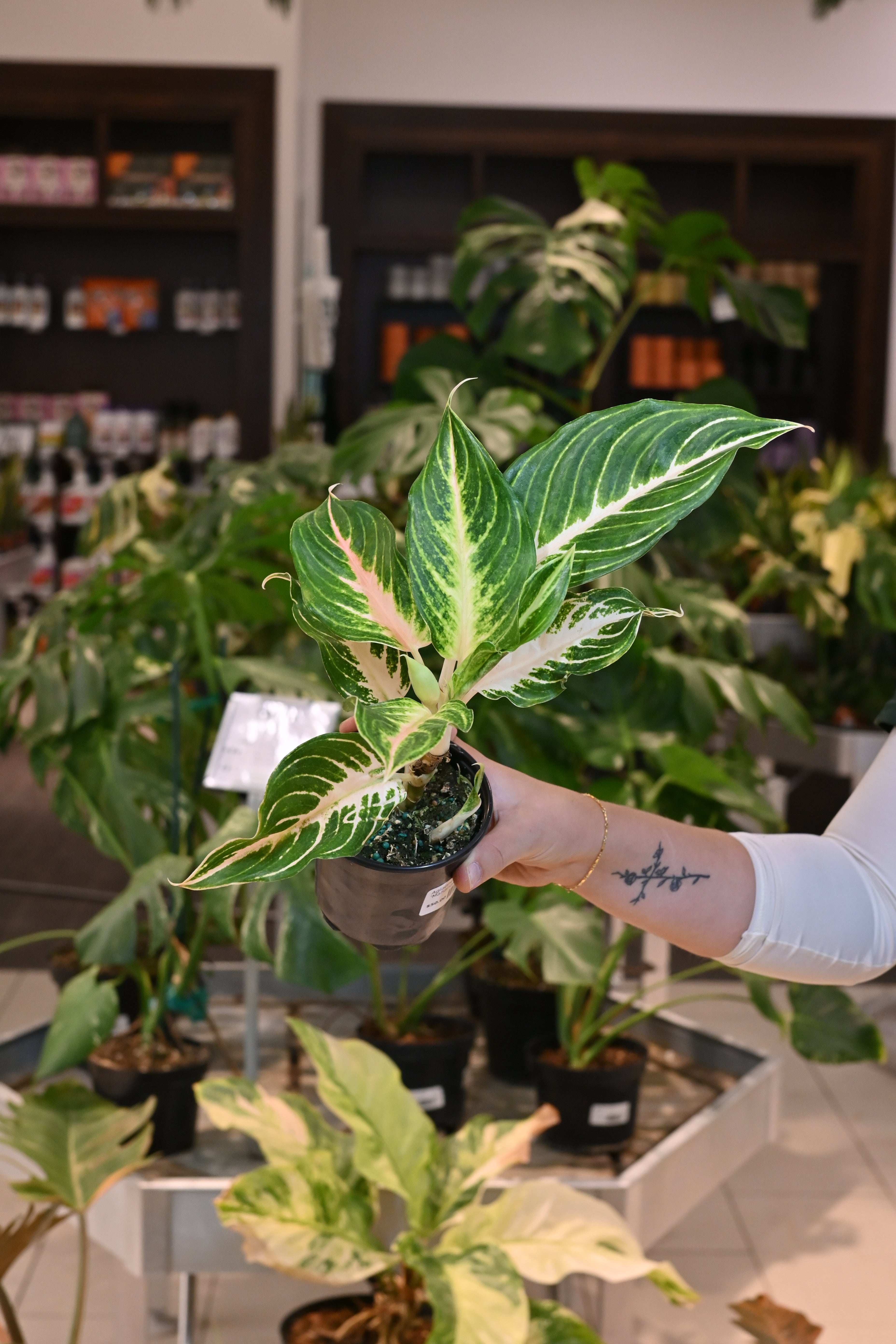 Aglaonema &