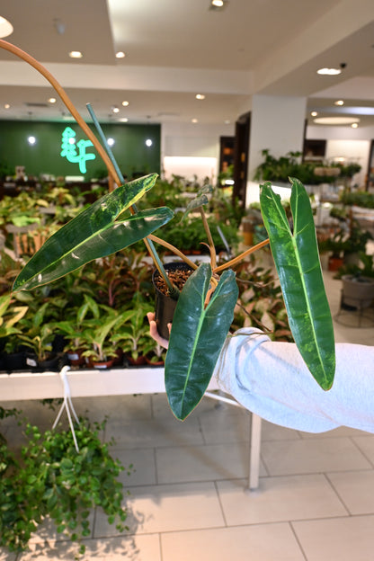 Philodendron Billietiae Variegated