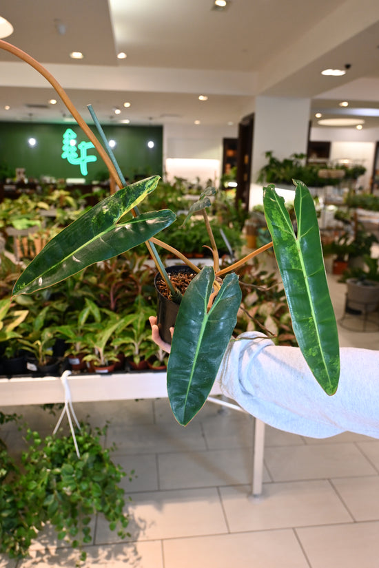 Philodendron Billietiae Variegated