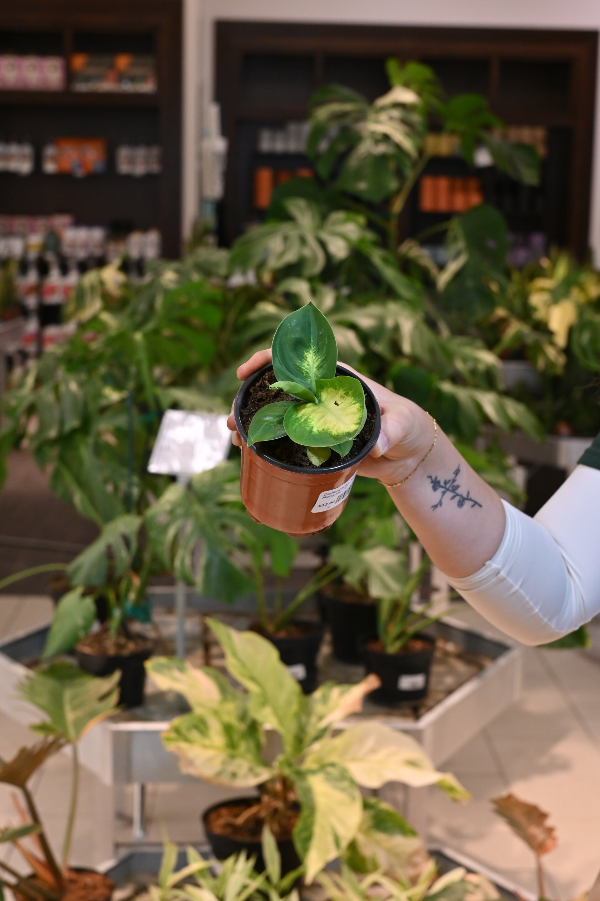tropic marianne dieffenbachia plant Dieffenbachia Tropic Marianne – Lost in the Forrest