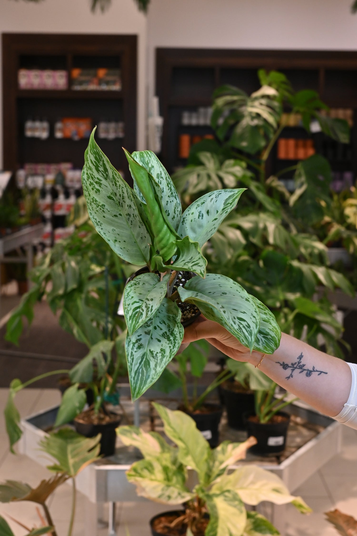aglaonema marble Aglaonema Donatello 4”