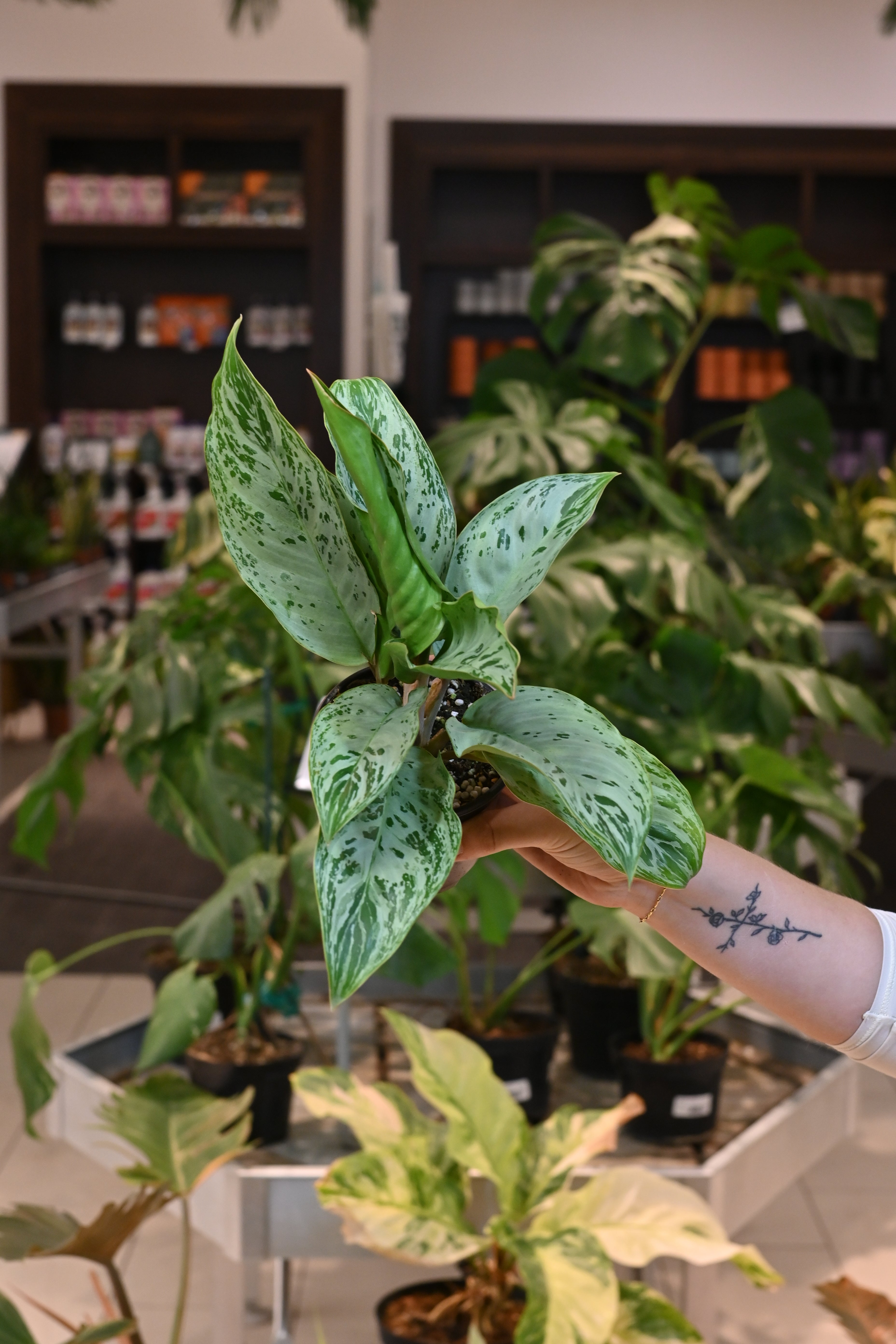 Aglaonema Donatello
