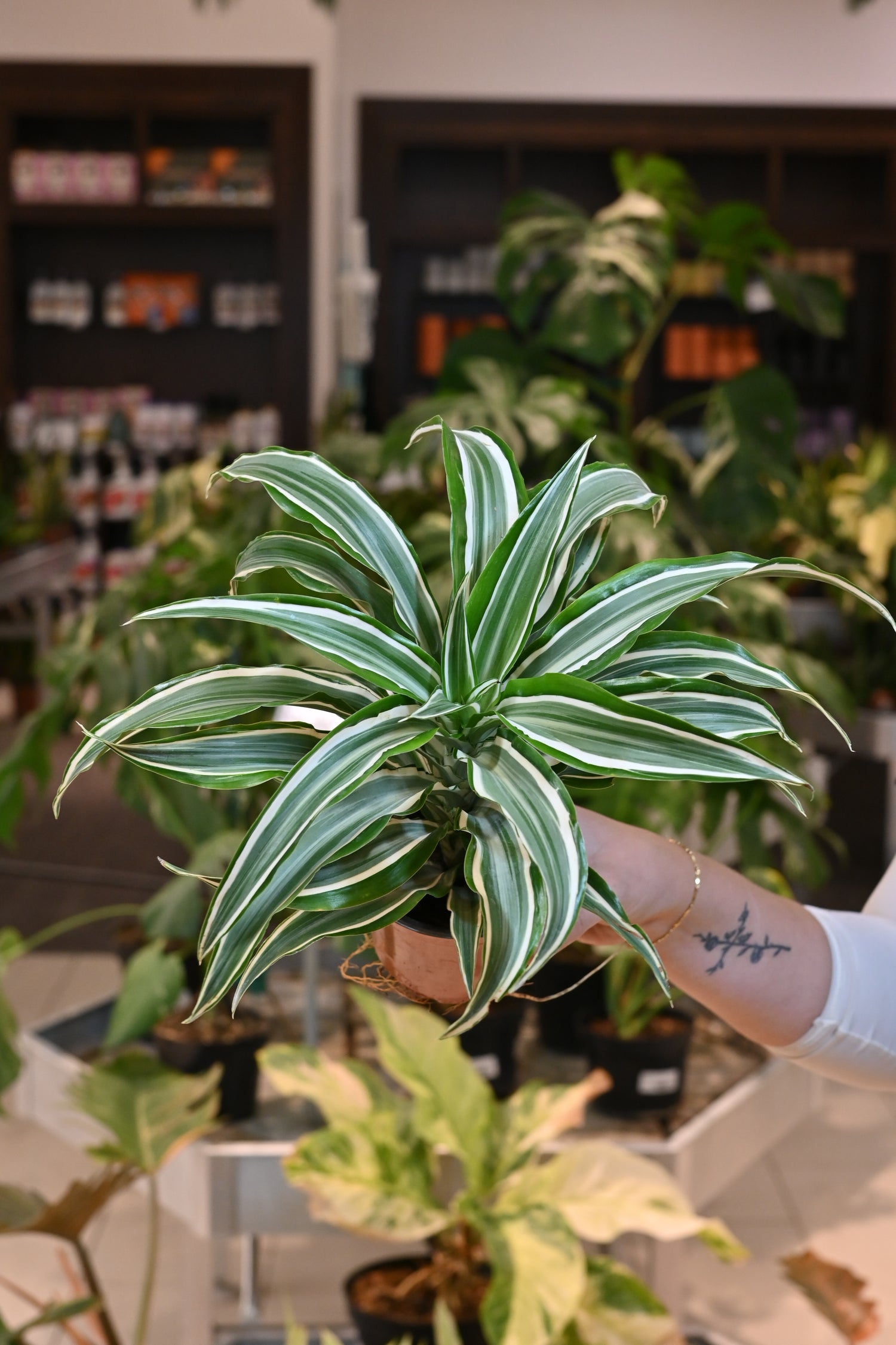 Dracaena Warneckii