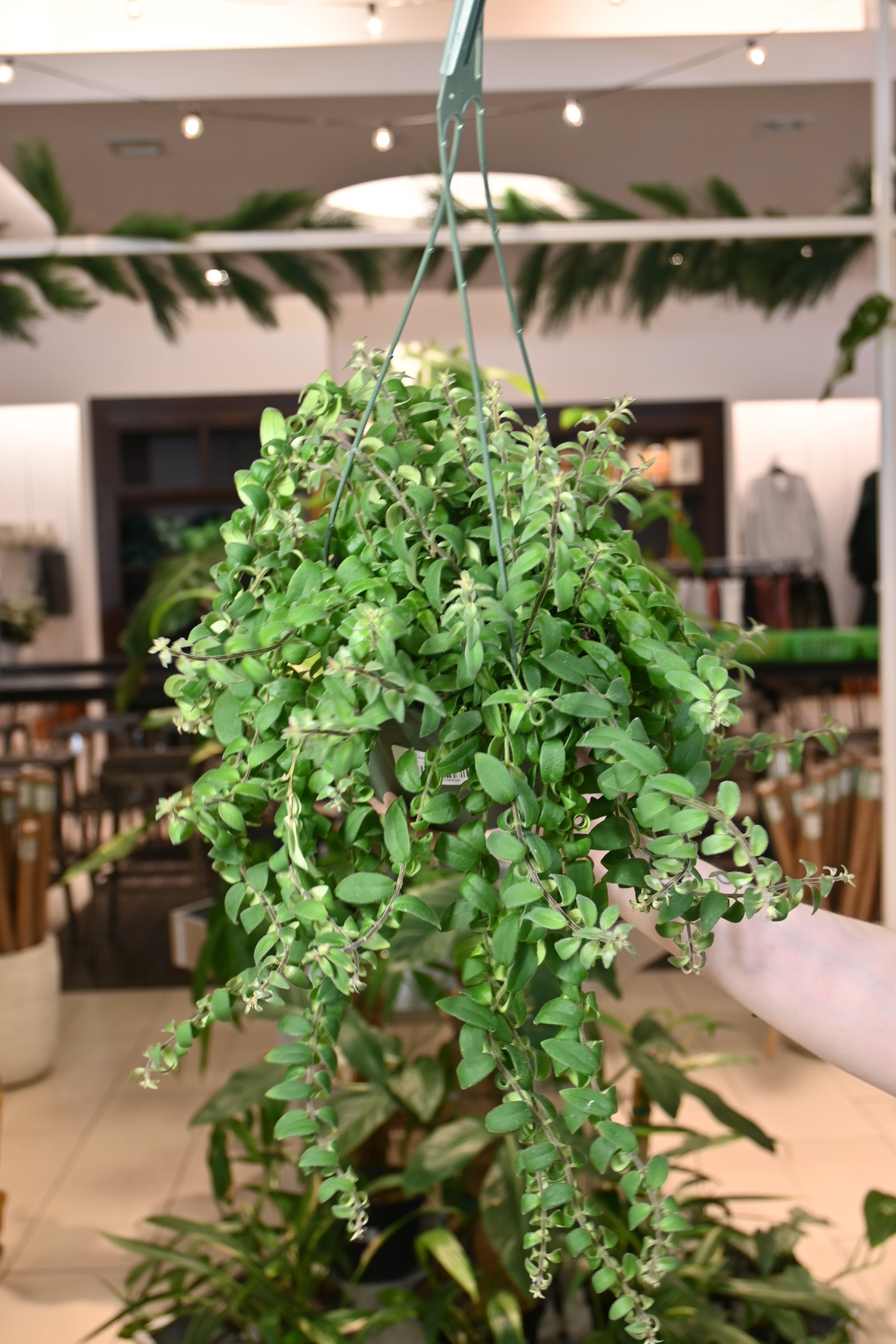 Curly Rasta Lipstick Plant