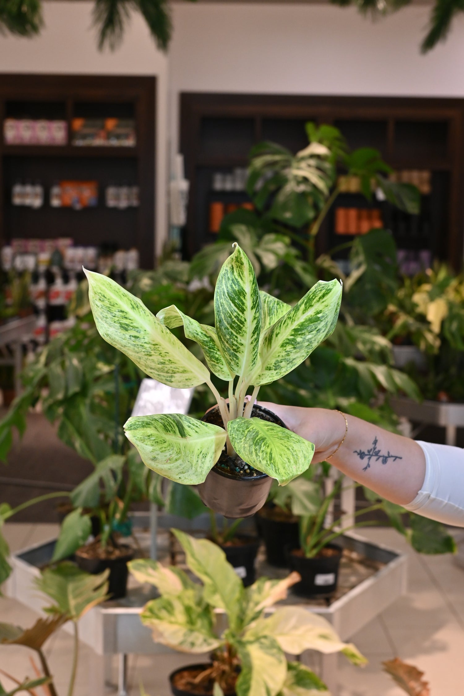 Aglaonema &