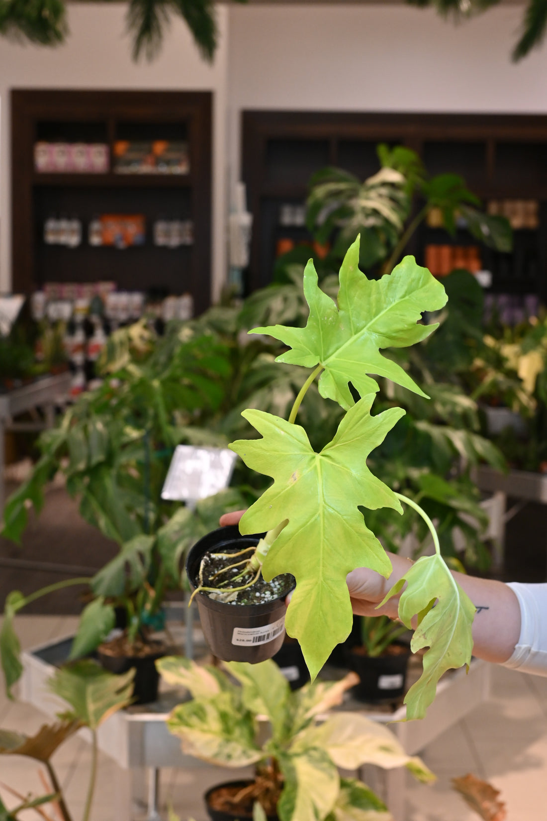 Philodendron Warscewiczii Aurea