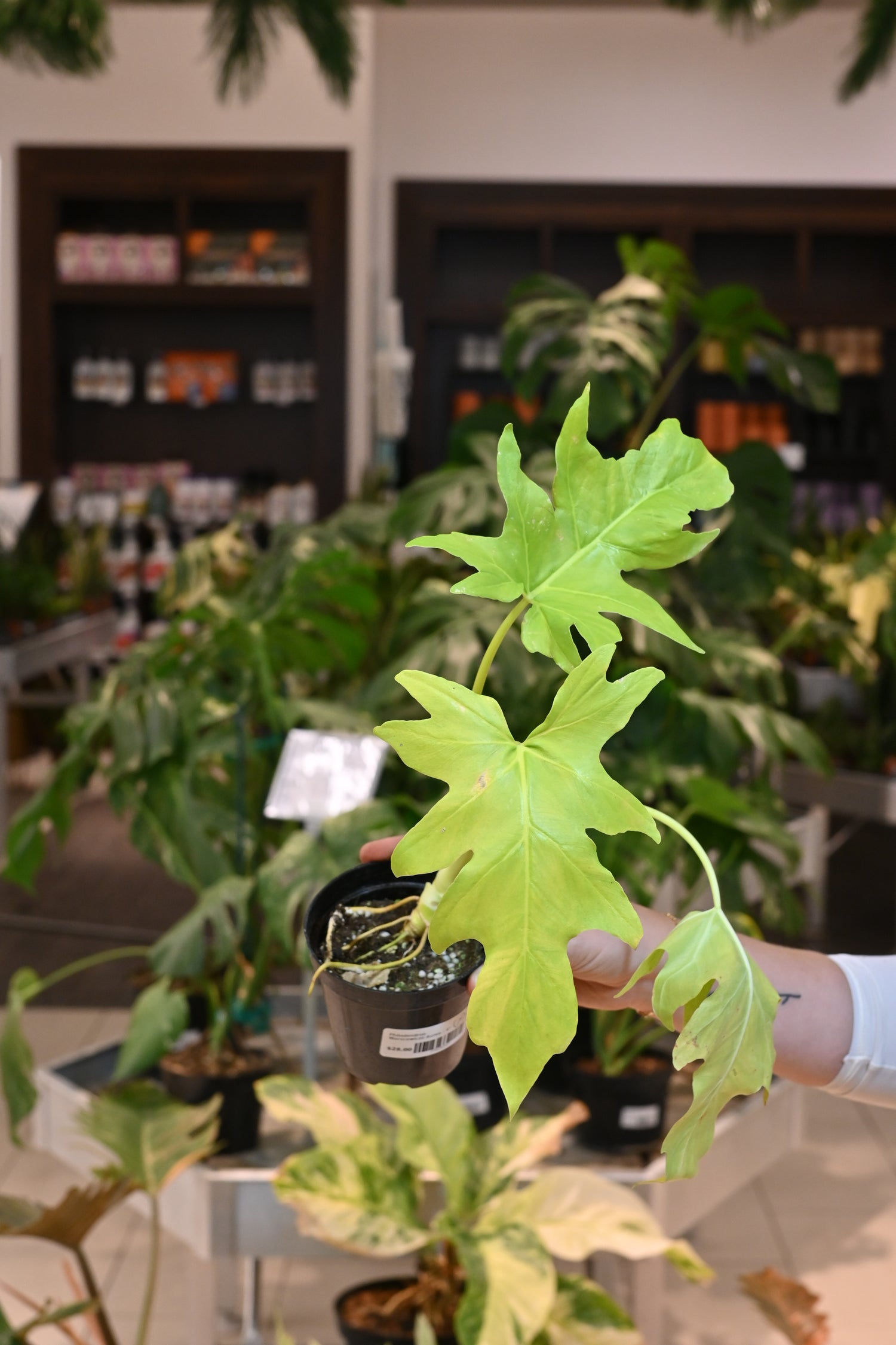 Philodendron Warscewiczii Aurea